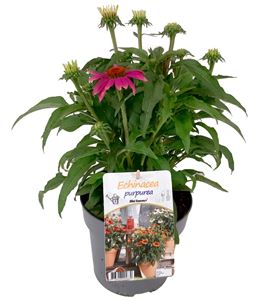 Bild von VP Echinacea P19 Sensation Pink